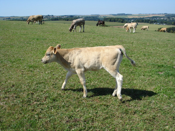 Пастбищным угодьям нужно в четыре раза больше фосфора к 2050 году, чтобы накормить население планеты