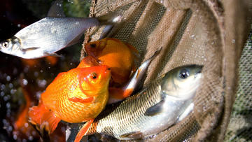 С неба рухнул двухкилограммовый лещ — знатоки природы быстро нашли объяснение в прямом эфире