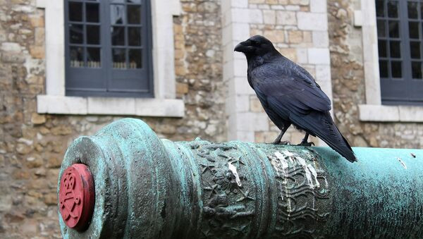 Самые жуткие приметы, связанные с воронами, каркающими в окно и на крыше