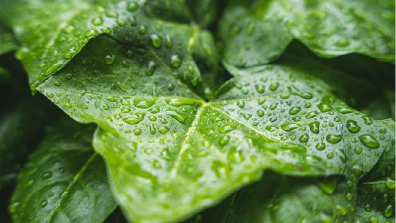 Смертные грехи и важные дела в народный праздник Серафима Саровского 1 августа 2023 года