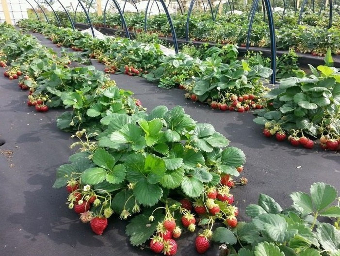 Какие сорта клубники нужно посадить в августе 2023 года, чтобы получить самые крупные и сладкие ягоды