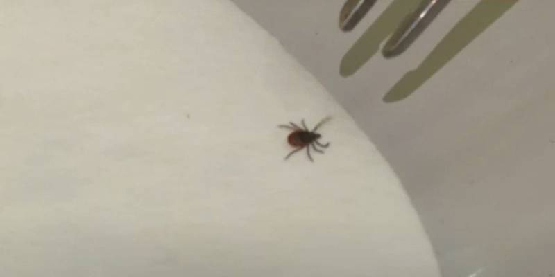 17-летний чемпион России среди юниоров по бенди умер после укуса клеща