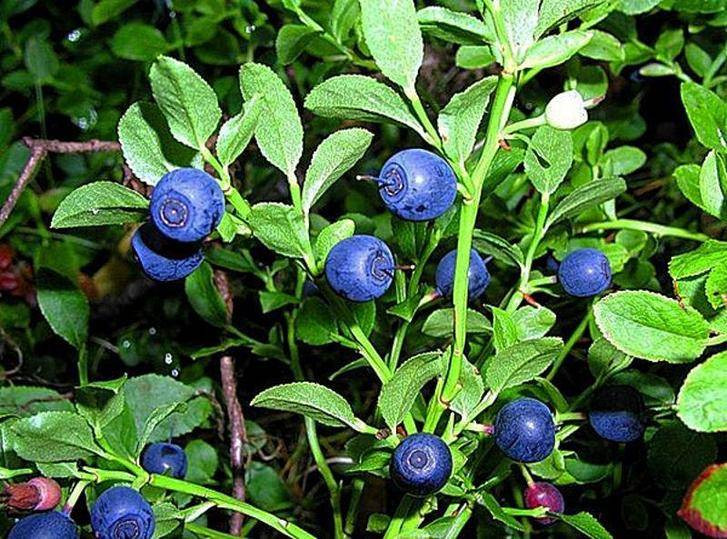 Приметы и поверья на 4 августа 2023 года, которым следуют ради сохранения урожая