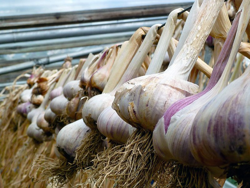 В каких дни августа убирать с грядки лук и чеснок на хранение по лунному календарю