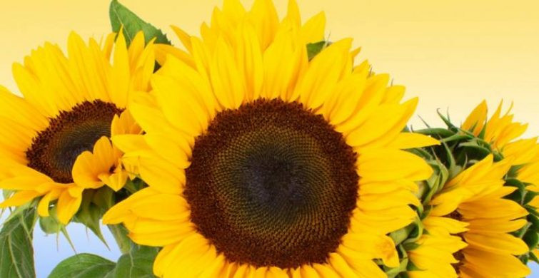 Народные приметы и запреты на праздник Анна Летняя, день Успния праведной Анны