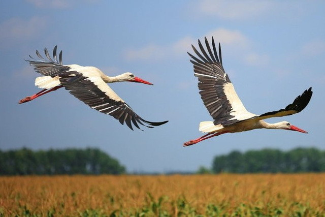 Какие народные и церковные праздники отмечают в России 7 августа 2023 года