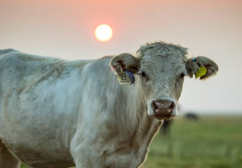 Клещевой энцефалит передаётся через сырое молоко: что сказал российский врач и телеведущий