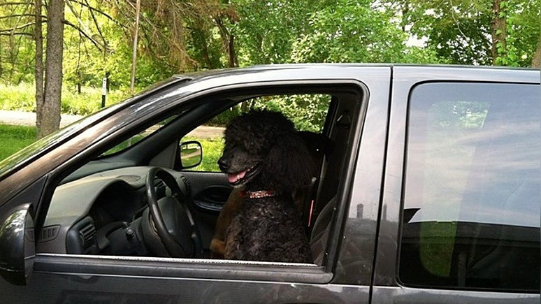 Focus: приняли за афроамериканца — хозяйка чёрного пуделя в США столкнулась с полицейским расизмом