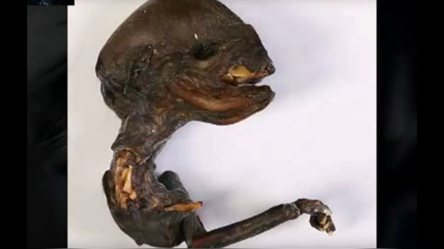 Daily Express: «Мини-чужой» из России поставил ученых в тупик