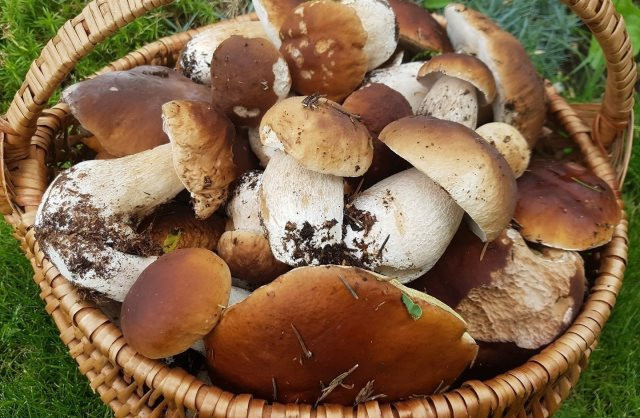 Приметы и поверья на 8 августа 2023 связаны с днем Ермолая