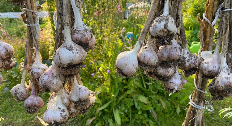 Когда в августе 2023 года нужно убирать озимый чеснок