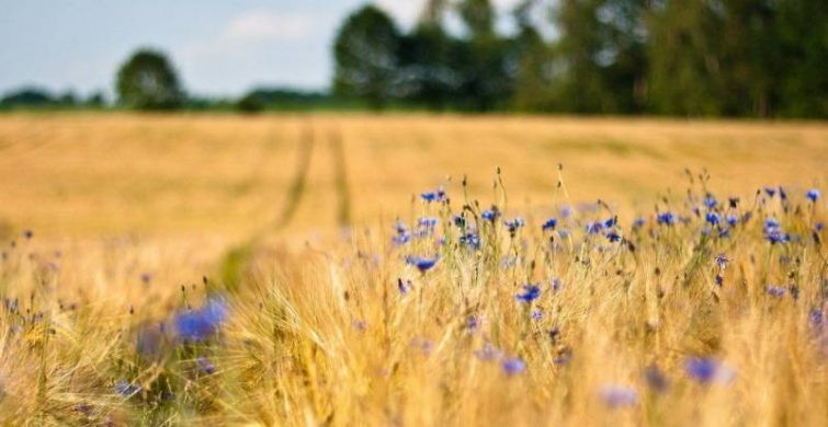 Народные приметы и праздники 27 июля 2023 года: что нельзя, а что можно делать в этот день