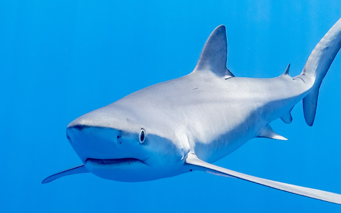 В США акула схватила пловца за ногу