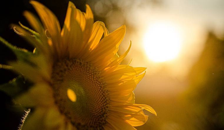 Народные приметы и поверья на 29 июля связаны с Финогеевыми зажинками