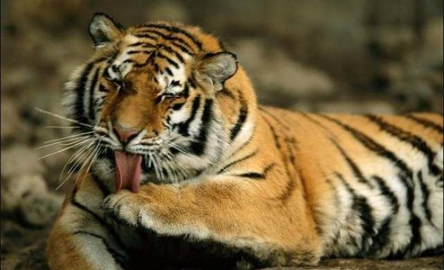 Международный день тигра в 2023 года, история праздника и традиции праздника