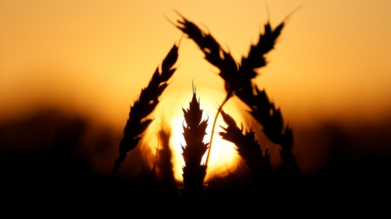 Spiegel: Россия впервые заработала на сельском хозяйстве больше, чем на оружии