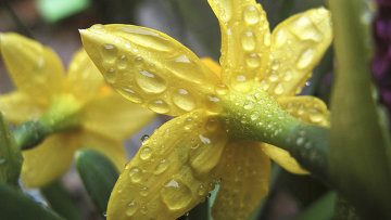 Медики предупреждают — нарциссы есть нельзя!