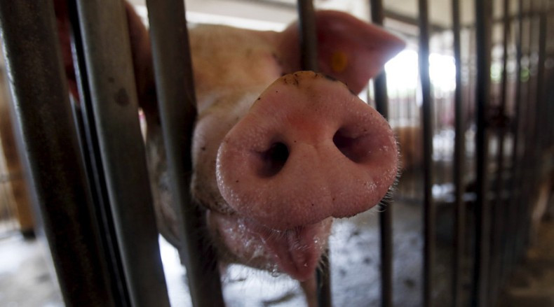 «Свинка Кэмерона» завела аккаунт в Твиттере, и теперь вся Британия умирает со смеху