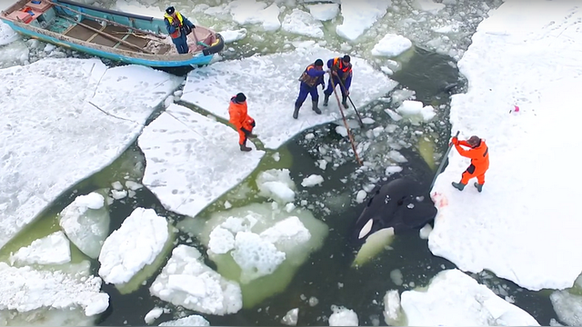 Le Parisien: Выручая китов, российские спасатели ломали лед голыми руками