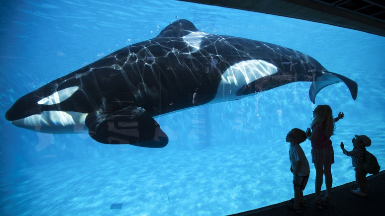 Bloomberg: «Синий кит» — это не только российская проблема