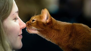 Кошатники умнее собачников