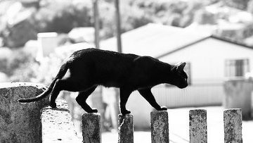 Страшнее кошки зверя нет