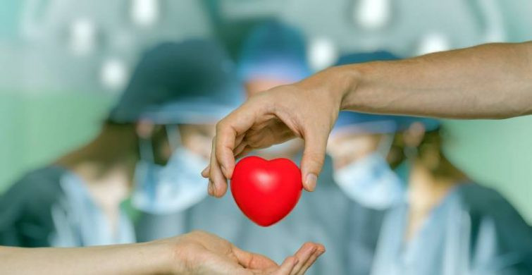 Какие органы пересаживают человеку: можно ли на самом деле продать почку