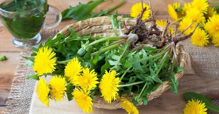 Какие растения можно поливать настоем одуванчика и зачем это делать