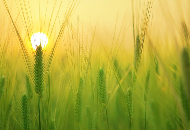 FT: Экономисты назвали последствия прекращения зерновой сделки для мира