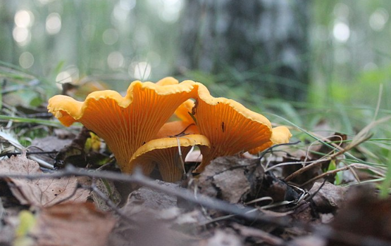 Нутрициолог Царева назвала грибы, которые помогут повысить либидо