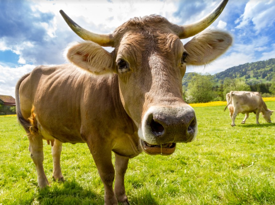 В Великобритании корова набросилась на женщину и сломала ей ногу