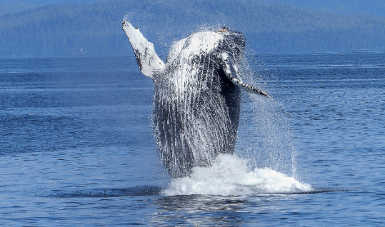 В Египте обнаружен самый маленький древний кит возрастом 41 миллион лет