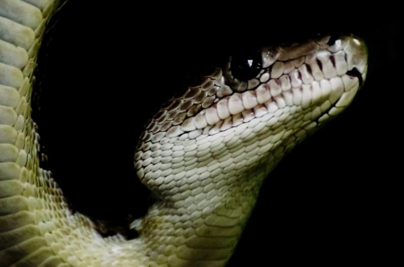 Daily Record: 77-летний пенсионер из Британии провёл 6 часов на острове со змеями в Таиланде