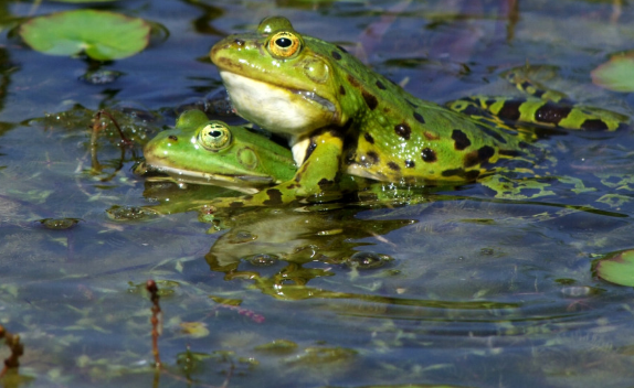 Ученые РАН обнаружили загадочных лягушек, которые меняют представление об эволюции