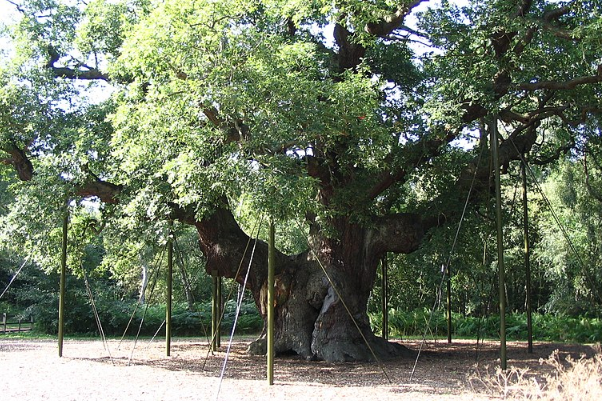 Британец нашел 500-летнее кольцо с таинственной надписью возле леса Робин Гуда