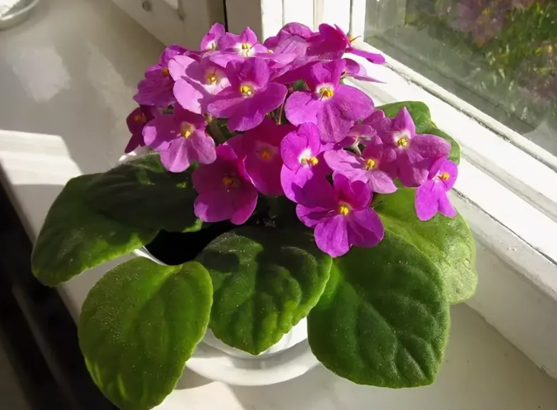 Причина, по которой незамужним девушкам нельзя разводить фиалки