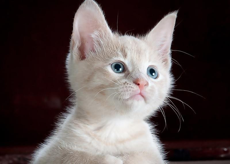 В Волгограде пенсионерка заваленную мусором квартиру превратила в тюрьму для кошек