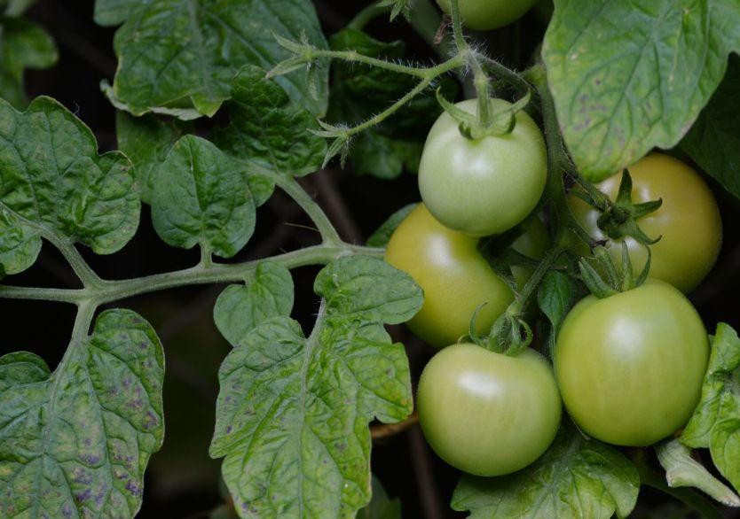 Кандидат наук Алексеева предупредила россиян об опасности зеленых помидор