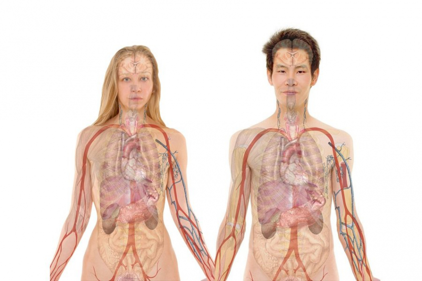 В РФ будут создавать бионические протезы по цифровым 3D-моделям человека