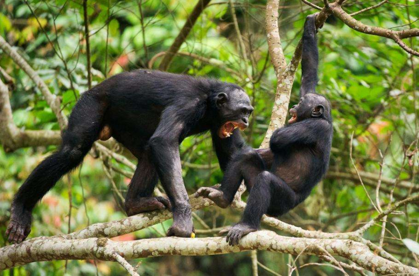 Секрет долголетия животных: кто убегает, тот живет дольше