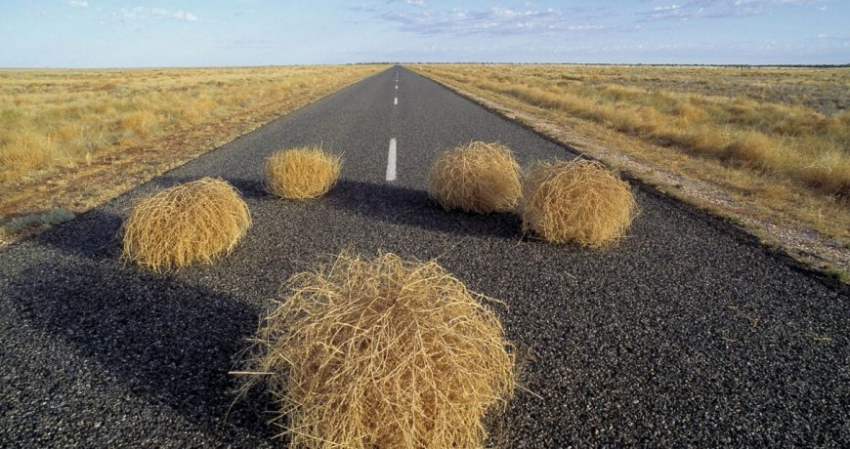 Найден козёл отпущения: Британия обвинила кусты и деревья в неудаче контрнаступа ВСУ