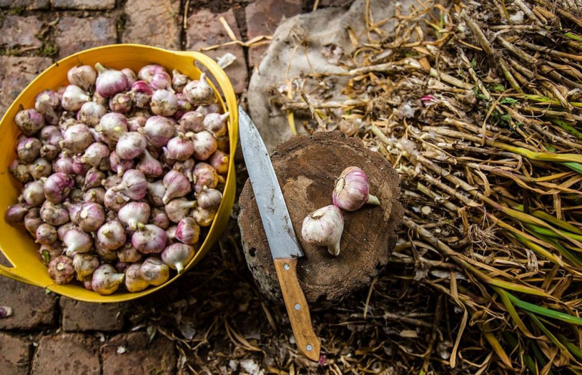 В каких дни августа убирать с грядки лук и чеснок на хранение по лунному календарю