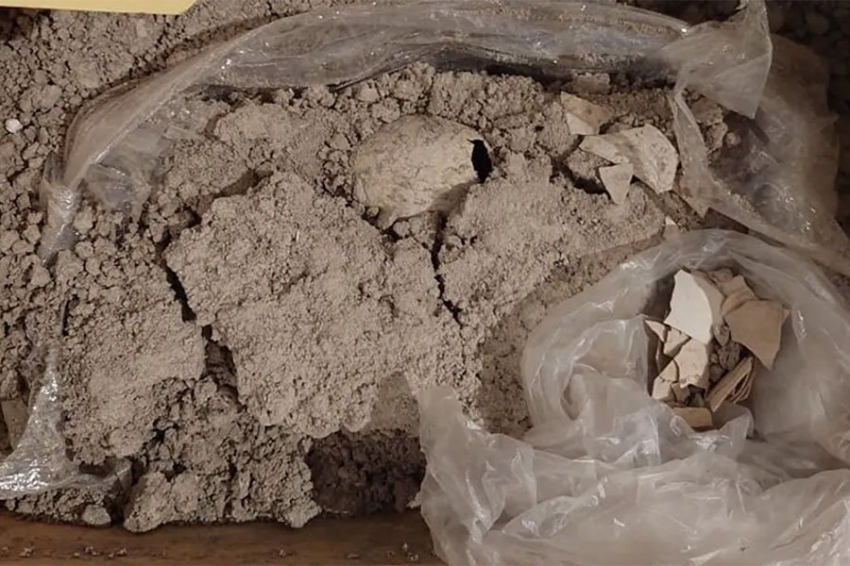 Окаменевшее яйцо фламинго возрастом до 12 000 лет впервые найдено в Америке