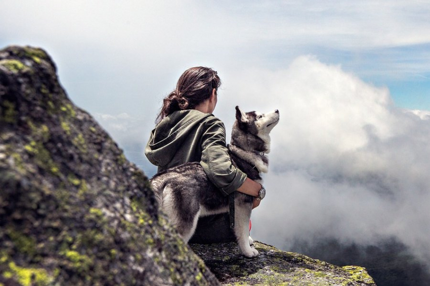 NPR: поглаживая собаку человек усиливает свой иммунитет