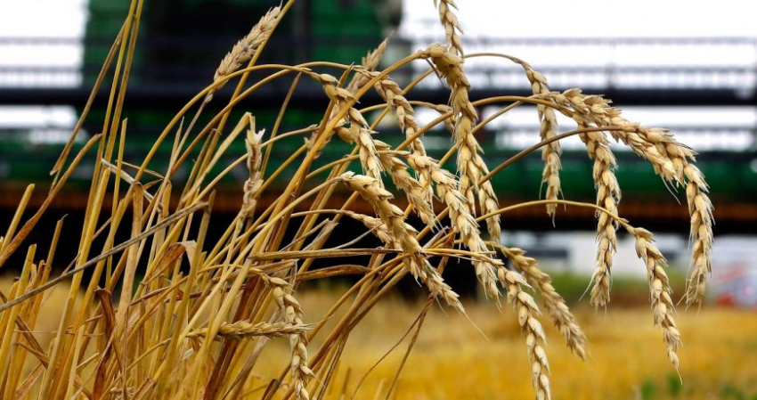 Ущерб от прекращения зерновой сделки был оценен представителями Украины, что об этом известно