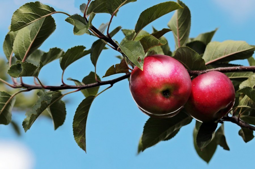 Продукты, снижающие риск развития онкологических болезней