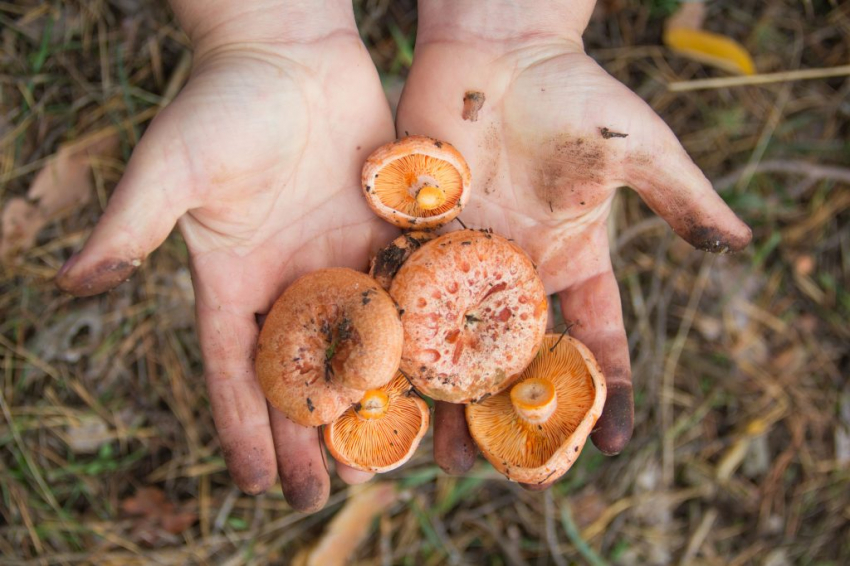 Чем просто и быстро отмыть руки от маслят