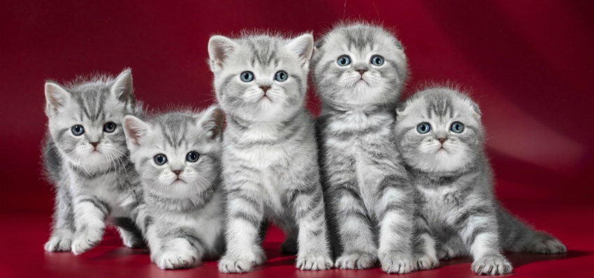 Всемирный день кошек и Международный день альпинизма отметят 8 августа 2023 года