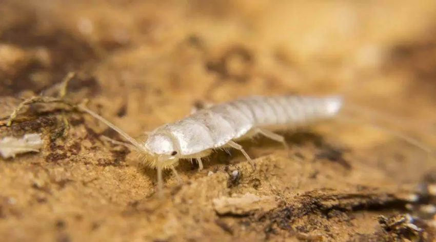 12 способов избавиться от мокриц в доме и квартире