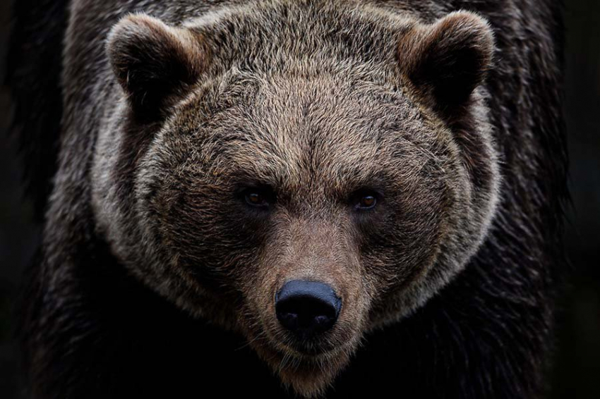 Анализ челюстей показывает, что ели пещерные и бурые медведи